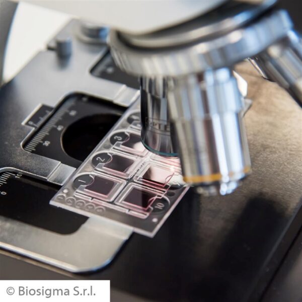 Fast-read® kits - Image 4