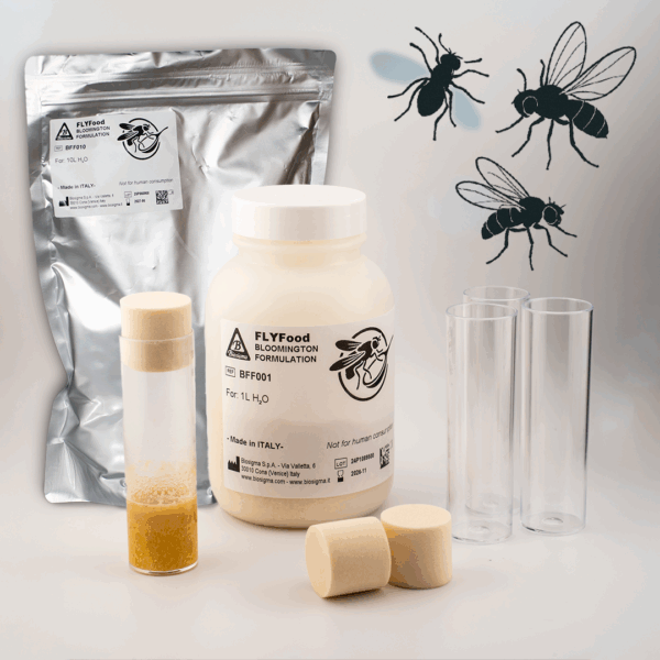 Drosophila